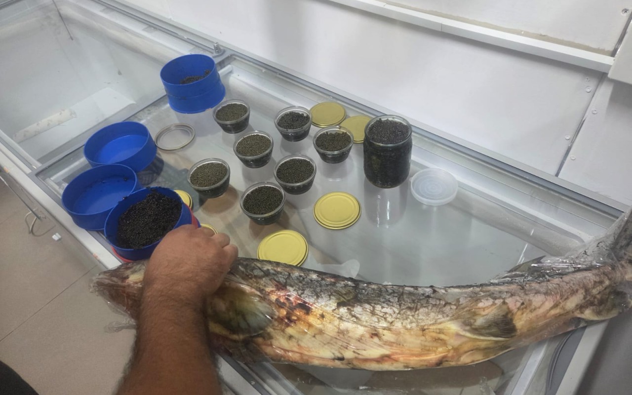Qanunsuz nərə balığı və kürüsü satan şəxslərlə bağlıreydlər davam edir
